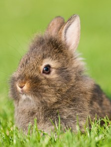 Meet the world’s most endearing fluffy animals