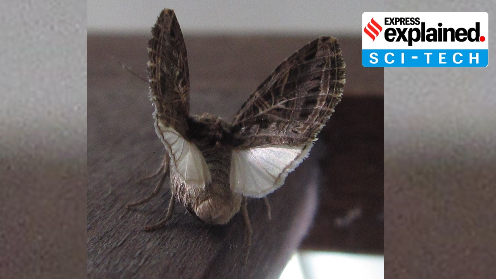 Moths make reproductive choices based on sounds emitted by plants: New Study