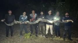All you need to know about the 17-foot Burmese python captured from the campus of Assam University. (Source x@TimesAlgebraIND)