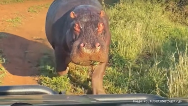 Angry hippo chases tourists in South Africa