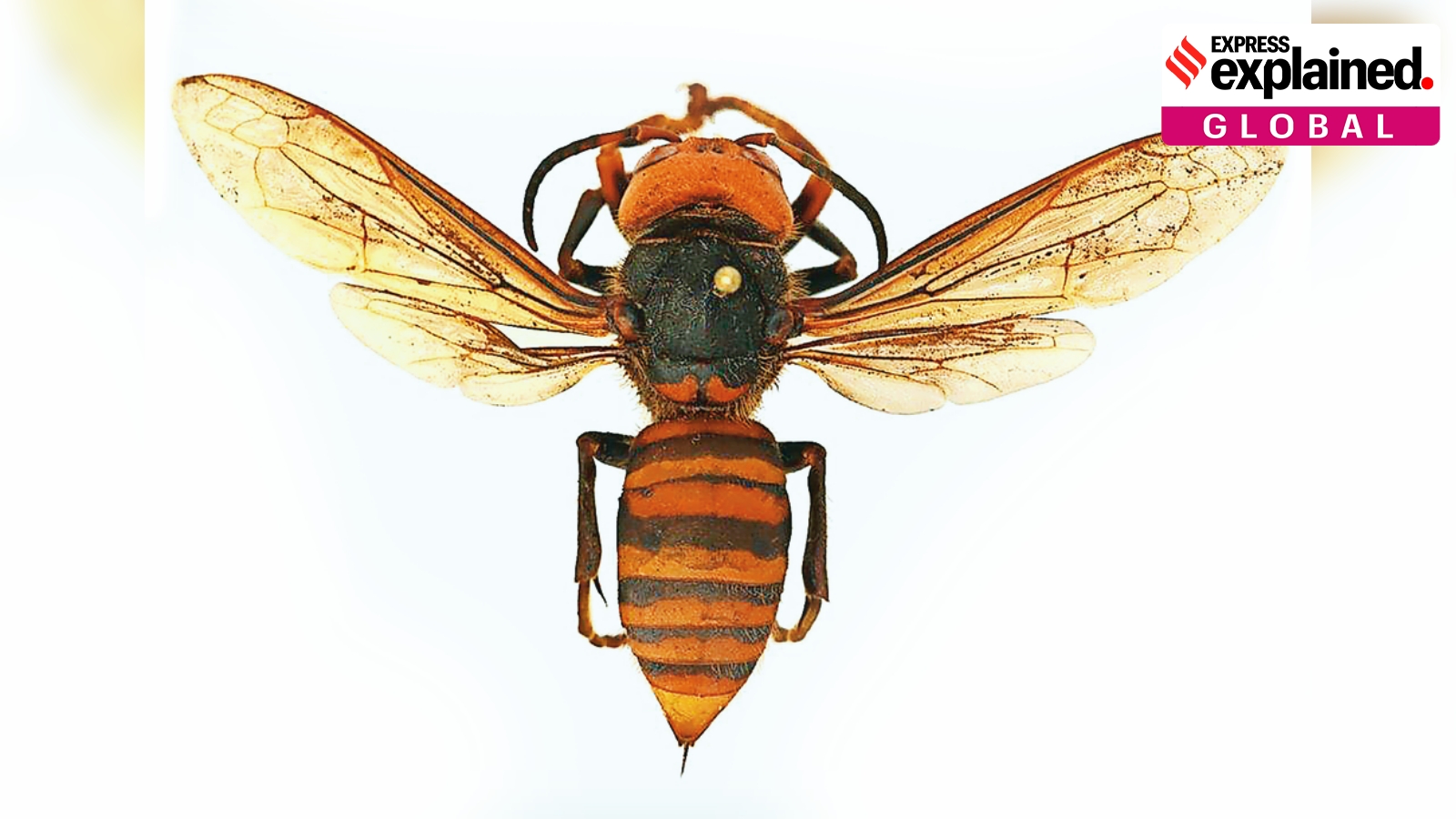 murder hornets, us murder hornets, Washington murder hornets, united stated murder hornets, eradicate murder hornets, Indian express news, current affairs