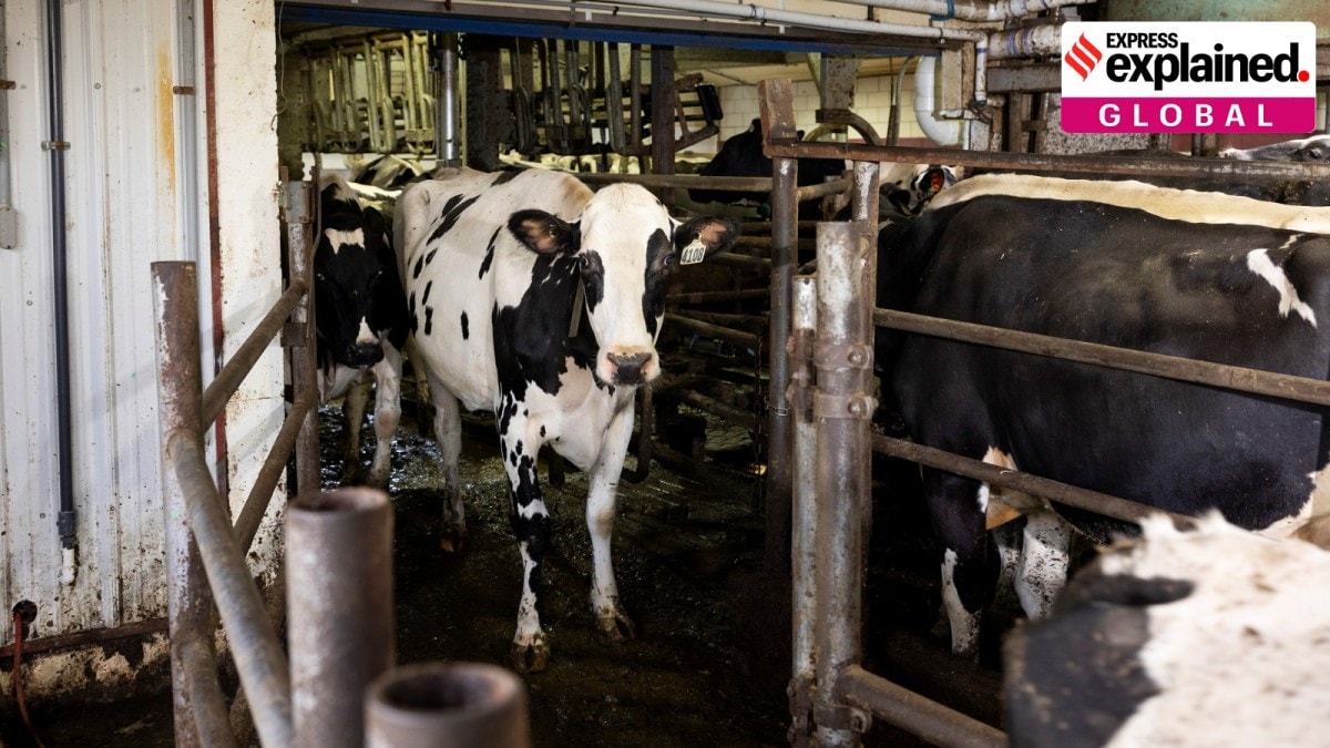 bird flu and livestock