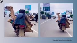 Two men carried a camel on a motorcycle (Image source: @jist.news/Instagram)