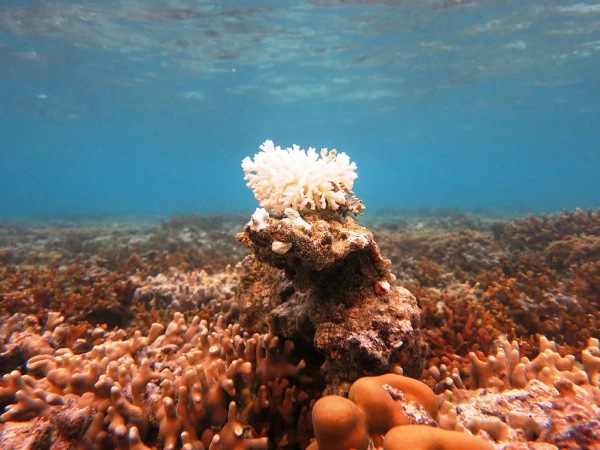 current affairs pointers, marine heatwave, coral bleaching 
