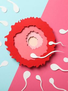 The impact of obesity on male fertility: What you need to know