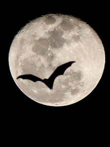 Early signs your immune system may be attacking your thyroid