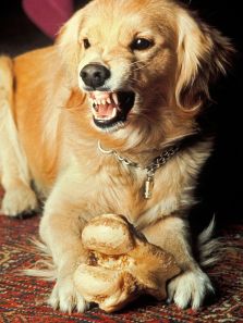 How to manage dog aggression and improve socialization