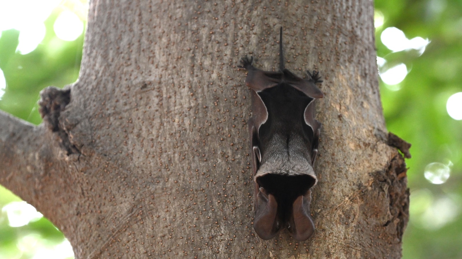 Wroughton’s free-tailed bat, a highly rare species, spotted in Delhi’s Yamuna Biodiversity Park