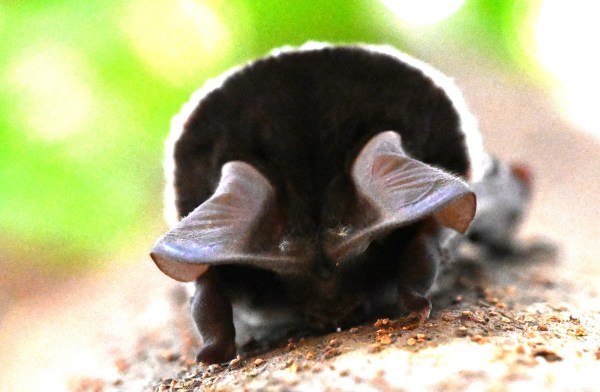 bat in yamuna biodiversity park