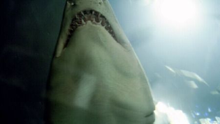 Egypt shark attack