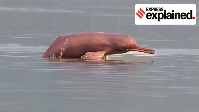 GANGES-DOLPHIN