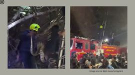 The fire brigade team is seen using a ladder to climb the branch and successfully rescue the snake (Image source: @jist.news/Instagram)