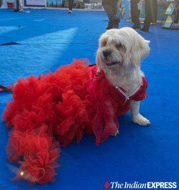 open lace back dress Red Ruffle Dog Gown