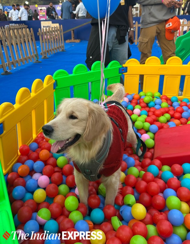 dogs