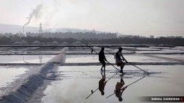 Maharashtra Workers levelling salt at a salt pan in Wadala. (Express File Photo)