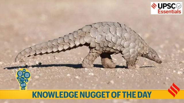 knowledge nugget, pangolins, poaching, endangered, indian and chinese