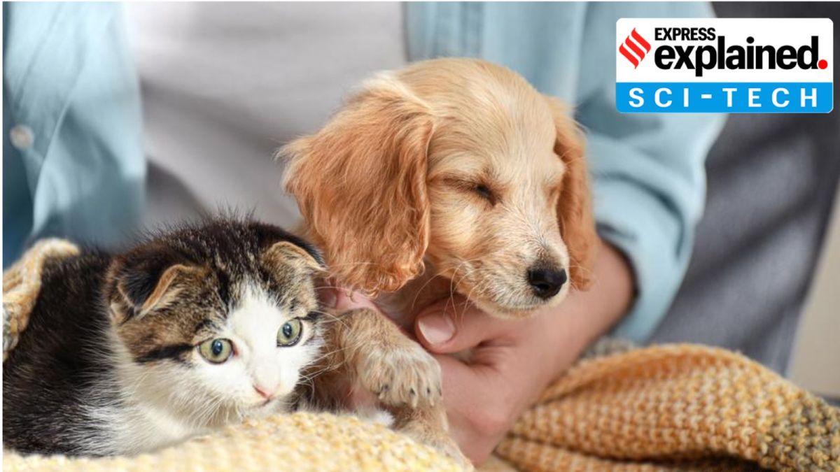 Love brain dog cat attraction romance