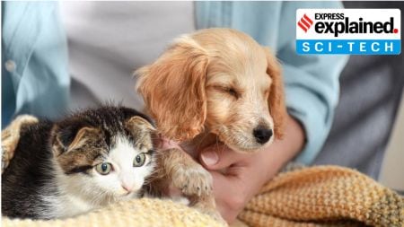 Love brain dog cat attraction romance