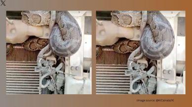 The python likely crawled into the truck’s engine while it was being loaded in Uttar Pradesh (Image source: @KiCainala/X)