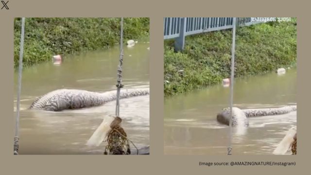 Thailand floods: Giant reticulated python spotted in floodwater after ...