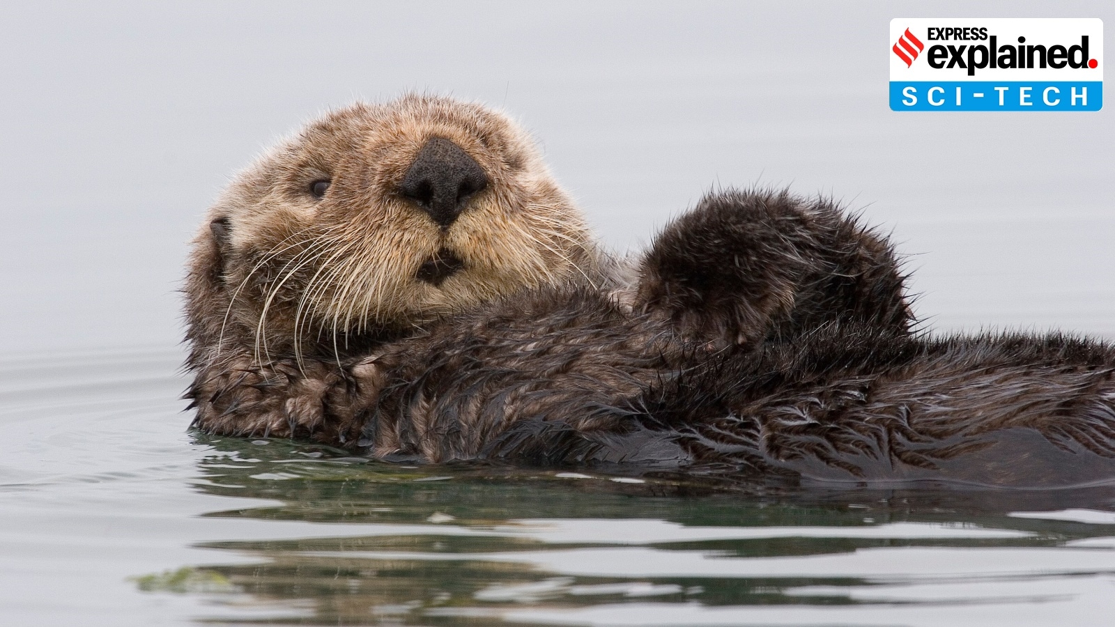 sea otter