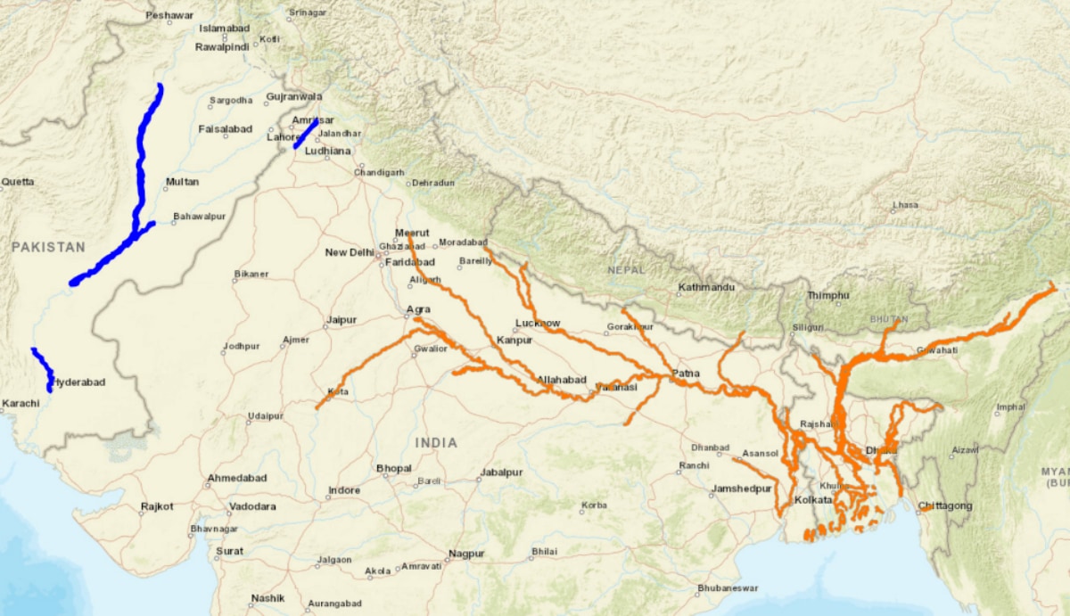 SouthAsianRiverDolphin