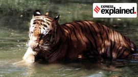 Tigers, tiger conservation, tiger reserves
