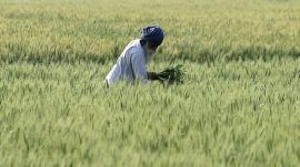 PM Kisan Yojana: To provide financial support to small and marginal farmers, the scheme provides 100% funding from the Government of India; here are the key details of the scheme.