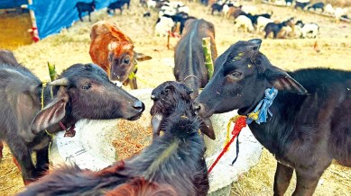 Ambanis Jamnagar zoo, Jamnagar zoo, Vantara, Humane Society International (HSI), India and People for Animals (PFA), Indian express news, current affairs