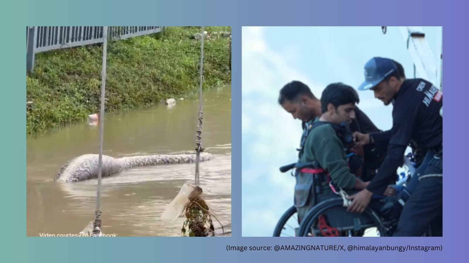 Giant python being spotted in Thailand floodwater, wheelchair-bound man ...