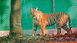 Zeenat, female tiger Zeenat, tigress Zeenat, Similipal National Park, odisha Similipal National Park, Kolkata news, WEst Bengal news, Indian express, current affairs