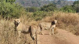 cheetah, agni, vayu, kun wildlife