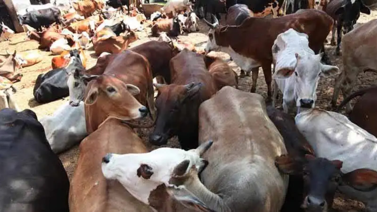 Beef shortage looms in Goa as traders down shutters after clash with cow vigilantes | India News - The Indian Express