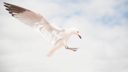 Sleeping mid flight helps helps them when they cannot halt at the twigs of trees during their annual migration