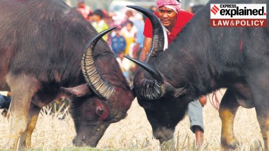 bull fights