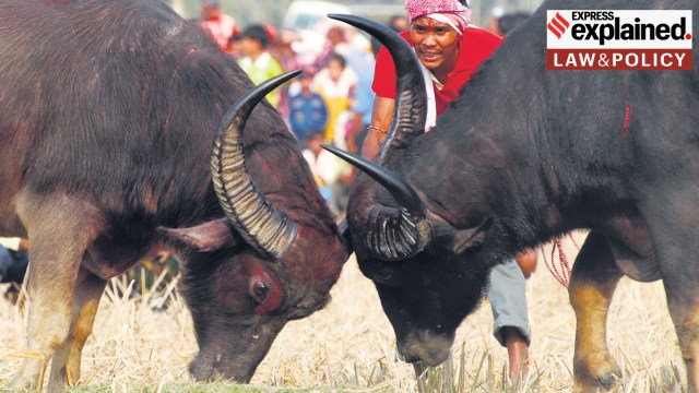 bull fights