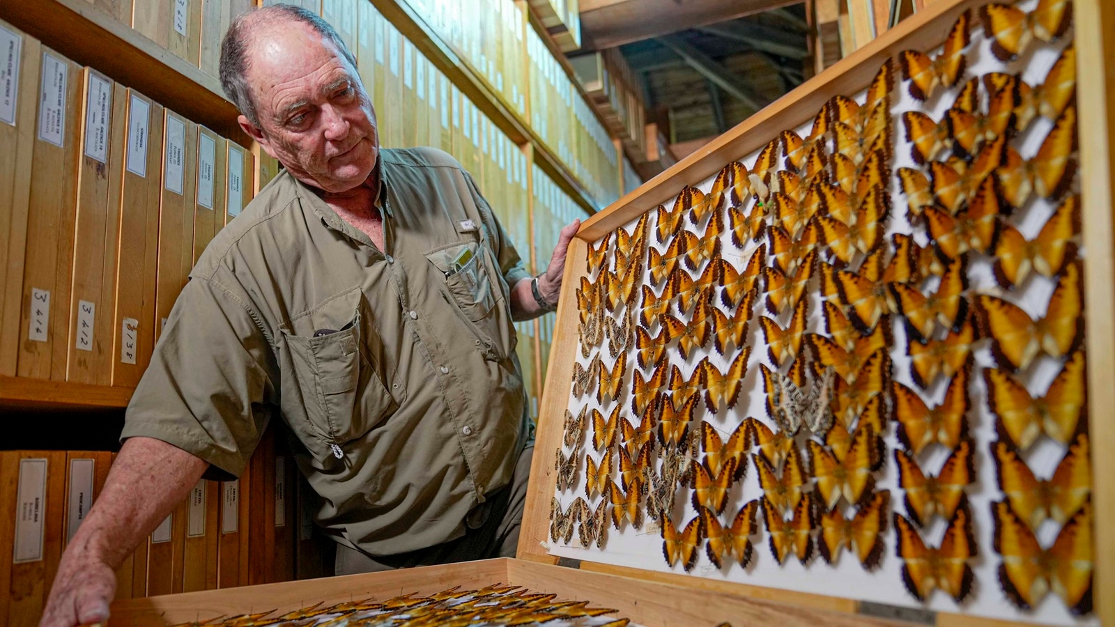 A butterfly collector in Africa with more than 4.2 million seeks to share them for the future