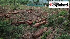 Forest cover