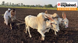 Farmers preparing the filed for rabi crops in Purandar.