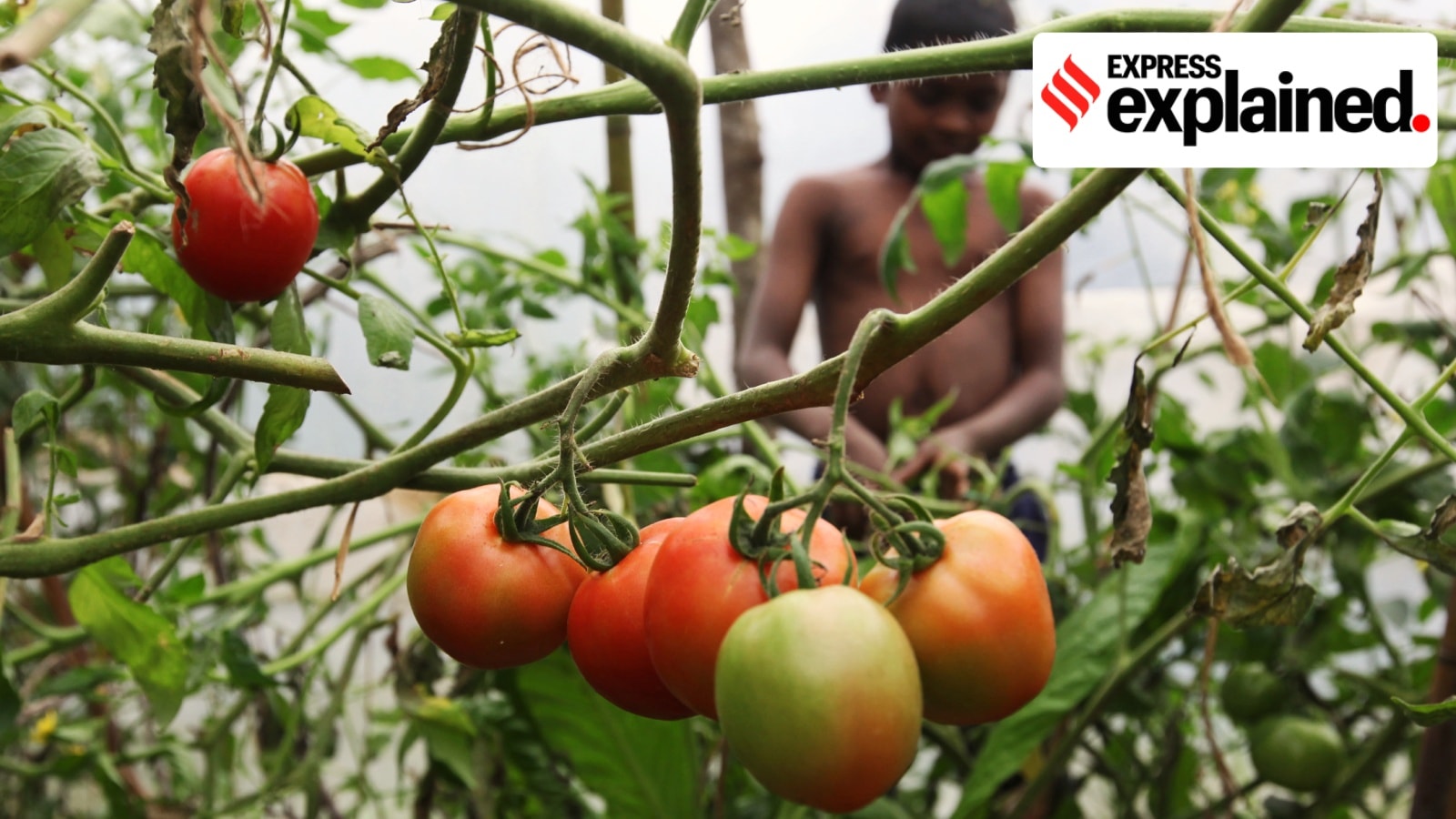 An organic tomato farm at a village in east Sikkim.