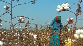 The three states have also witnessed a significant decline of around 5.58 lakh hectares in the area under cotton cultivation this year (2024-25), with Punjab leading the chart at 50% less area compared to last year. 