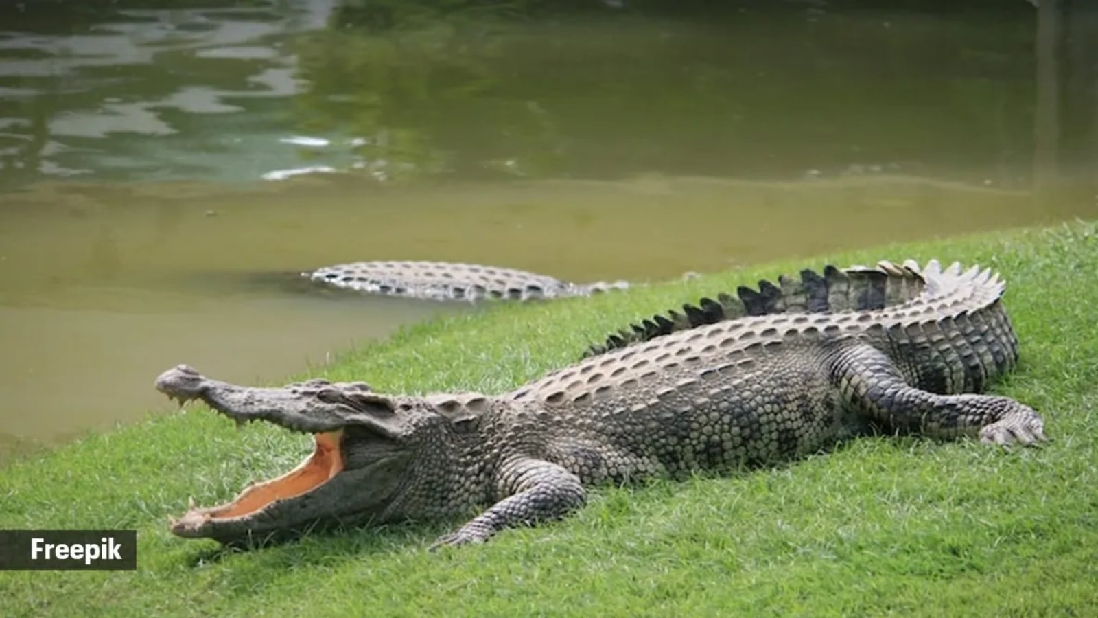 Four endangered crocodiles found dead in Rajasthan river, experts wonder if pollution to blame