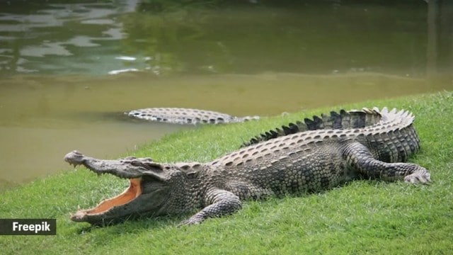 endangered crocodiles found dead in Rajasthan river, endangered crocodiles, Chandraloi River, Rajasthan river, Indian express news, current affairs