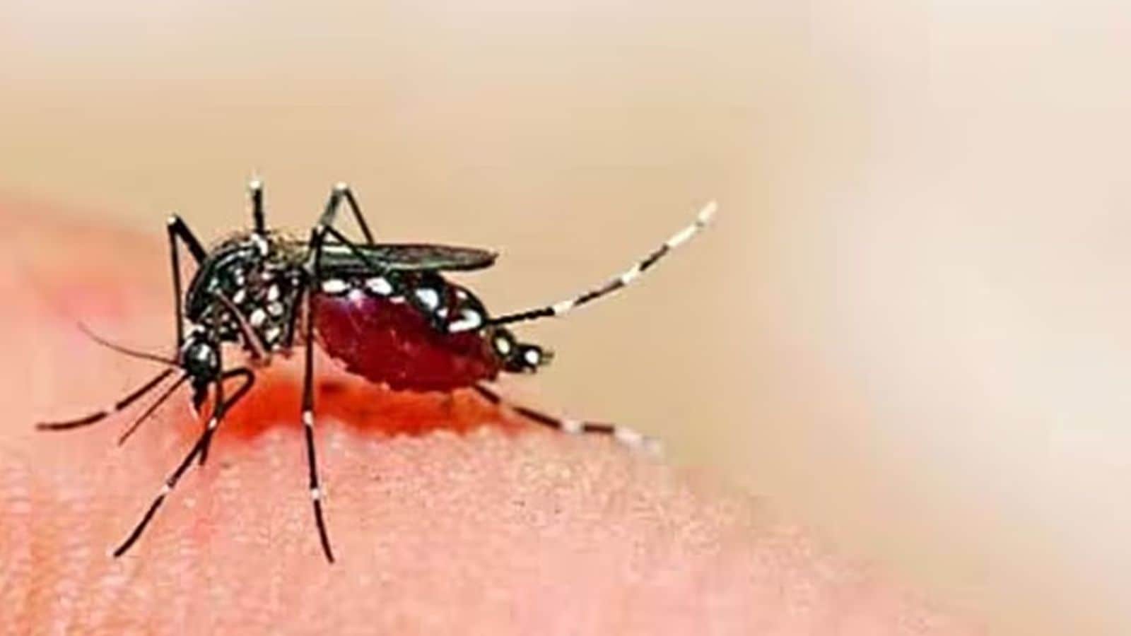 This year, 1,700 kits of Dengue NS1 type i.e.1,63,200 tests were purchased by the state government for rapid diagnosis of dengue. (Representational Image)