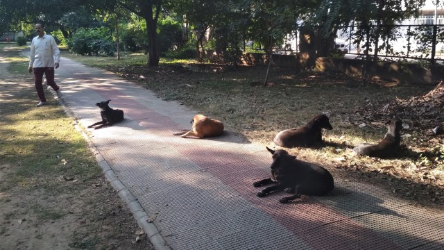 dog bite cases, compensation, chandigarh news, indian express