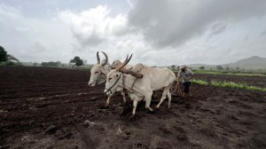 Kharif procurement: Govt departments call for reforms beyond MSP hike to tackle agri concerns