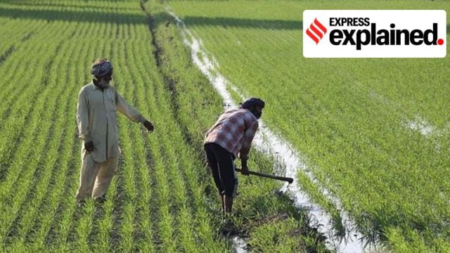 MSP, farmers