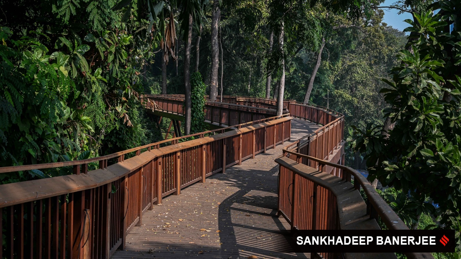 forestwalkway.jpg
