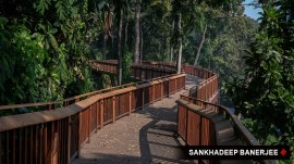 forest walkway, mumbai news, indian express