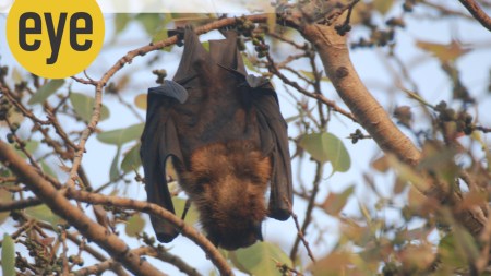 If it weren’t for fruit bats we probably could kiss goodbye to mangoes and bananas and a host of other fruit, which they pollinate